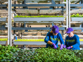 Photo of two workers inside a Bowery Farming indoor vertical farm (company photo).
