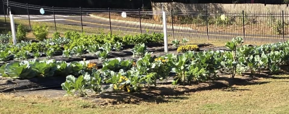 First Collard Green Harvest